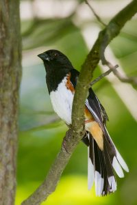 Eastern Towhee. Photo by Keith Kennedy.