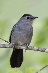 Gray Catbird. Photo by Keith Kennedy.