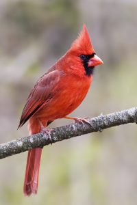 Northern Cardinal, male. Photo by Keith Kennedy.