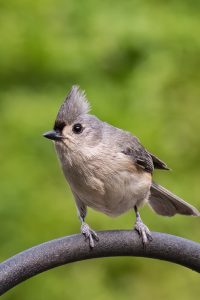 Tufted Titmouse. Photo by Keith Kennedy.