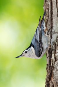 White-breasted Nuthatch. Photo by Keith Kennedy.