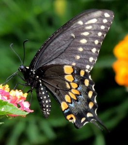 BlackSwallowtail-underneath-3_WAS-butterflyWalk2017_JohnGerwin