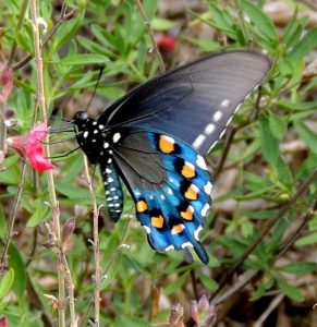 PipevineSwallowtail-hindwing-underneath-4_WAS-butterflyWalk2017_JohnGerwi