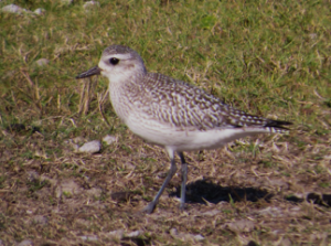 Black-bellied Plover at Pea Island