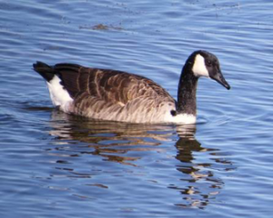 Canada Goose at Pea Island. This trip offered plenty of looks at “real” (i.e., migratory) Canada Geese (as opposed to introduced/behaviorally-altered resident populations).