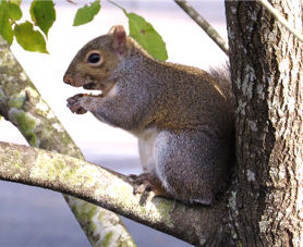 Eastern Gray Squirrel at Pocosin Lakes Visitor Center in Columbia.