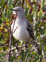 Northern Mockingbird in the dunes at Coquina Beach