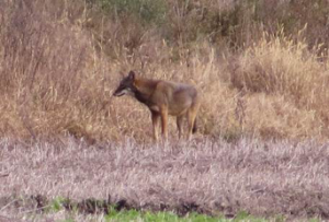A Red Wolf at Alligator River NWR was a lucky sighting!