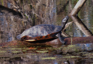 Red-bellied Cooter at ARNWR. This species reaches the southeastern edge of its range in northeastern NC.