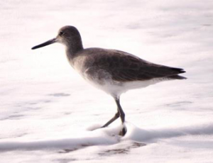 Willet on Coquina Beach