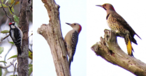 Downy Woodpecker, Red-bellied Woodpecker, and Northern Flicker at Alligator River NWR.