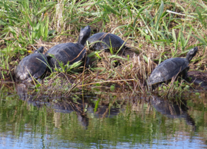 Yellow-bellied Sliders, like these basking at Pea Island, are one reptile species that can often be seen on sunny days throughout the winter.