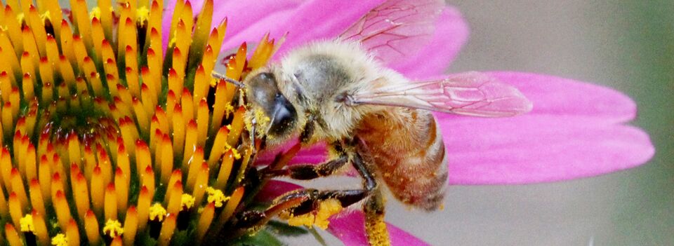<strong>April Meeting </strong> Honeybees and their Gut Bacteria. Megan Damico will speak.  Meeting in person and via Zoom. <strong>This meeting will be in the Nature Exploration Center, Room “Explore On 4. </strong> Click on the image for more information about the program.