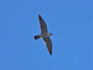 Peregrine Falcon over Raleigh. Photo by John Gerwin.