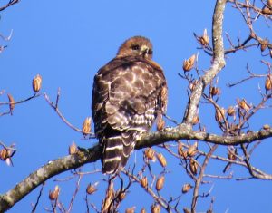 Red-shouldered Hawk. Photo by John Gerwin.