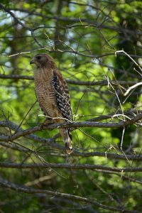 Red-shouldered Hawk perched. Photo by Erike Fye.