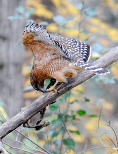 Red-shouldered Hawk with snake. Photo by Liz Condo.