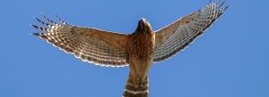 Red-shouldered Hawk in flight. Photo by Bob Oberfelder.