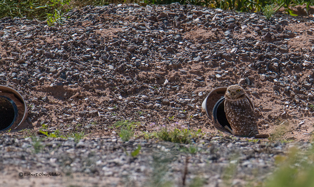 One of the Burrowing Owls standing in front of the artificial burrows. There were probably 50 or so burrows and they were not far apart. Some were only 4-5 feet apart. Photo by Robert Oberfelder.