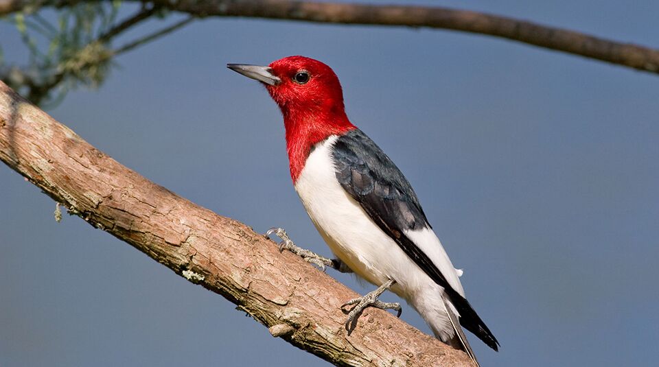 Red-headed Woodpecker.  Photo by Kathleen Johnston.