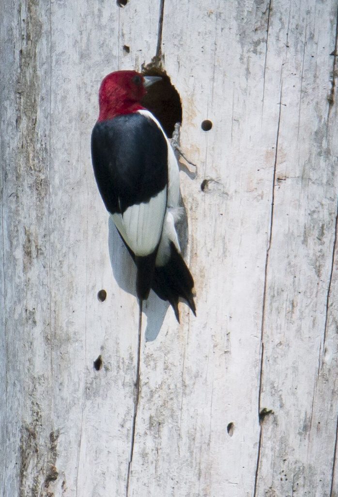 Red-headed Woodpecker at nest cavity. Photo by Bob Oberfelder.