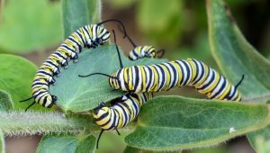 Monarch Caterpillars on Milkweed - photo by Barbara Driscoll.