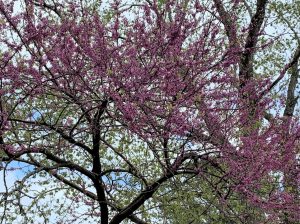 Redbuds offer vital nectar for bees in early spring
