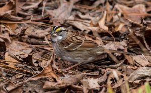 White-throated sparrow feeding in leaf litter – photo by Barbara Driscoll