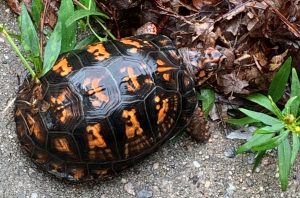 Eastern box turtle in my yard.