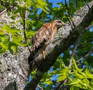 Red-shouldered Hawk at Durant Nature Park. Photo by Robert Oberfelder.