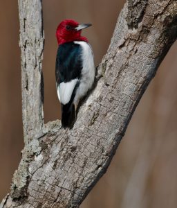 Red-headed Woodpecker at Lake Betz.