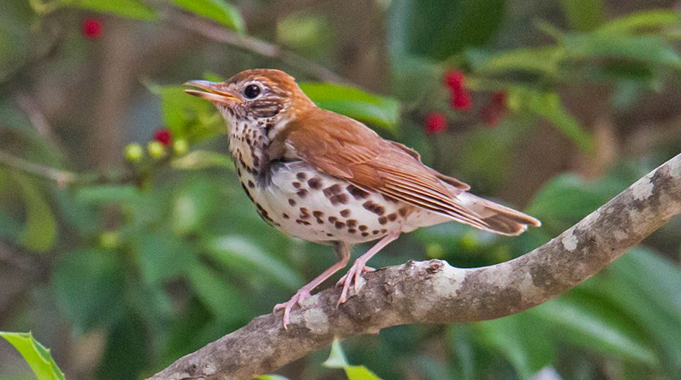 The Wood Thrush is Wake Audubon's Bird of the Year for 2022. Click on the image above for more information about the Bird of the Year.