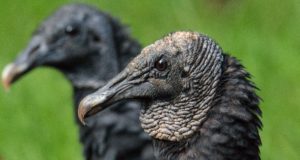 Close-up of Black Vulture