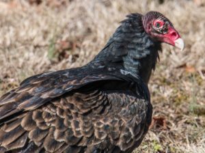 Close-up of Turkey Vulture