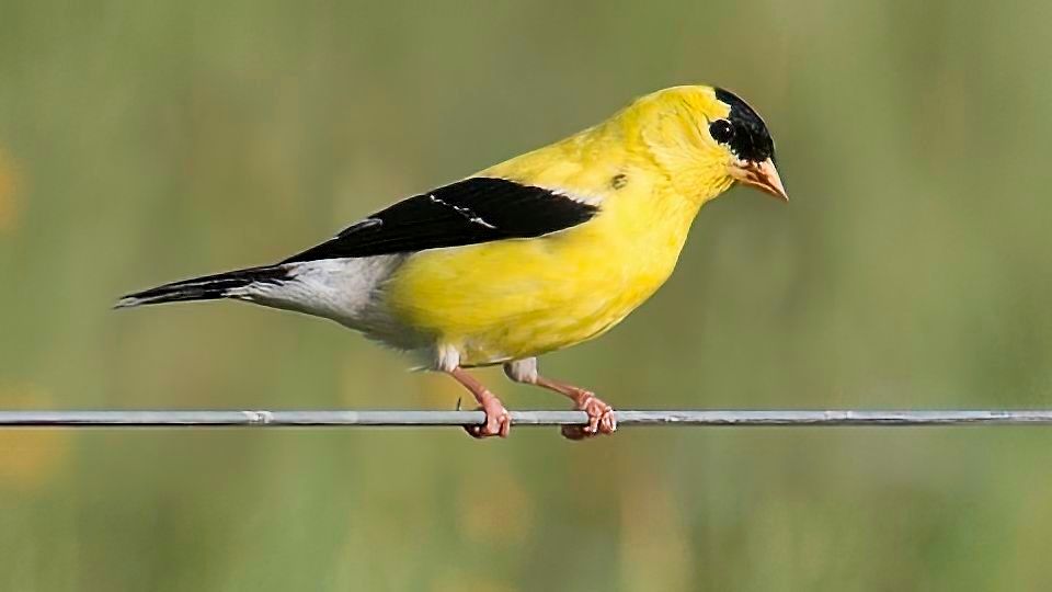 The American Goldfinch is Wake Audubon's Bird of the Year for 2023. Click on the image above for more information about the Bird of the Year.