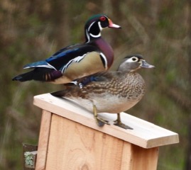 Male and Female Wood Ducks on nest box