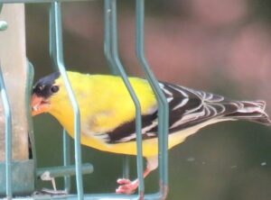Male Goldfinch - Spring