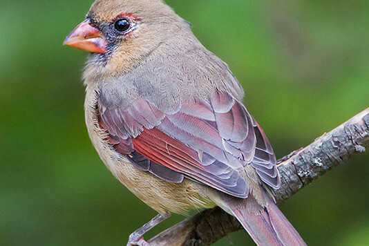 Northern-Cardinal-female-3931w