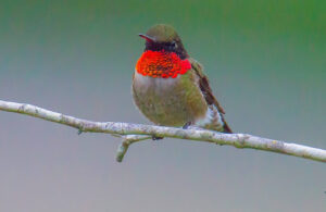 Male with gorget on full display. Photo by Bob Oberfelder