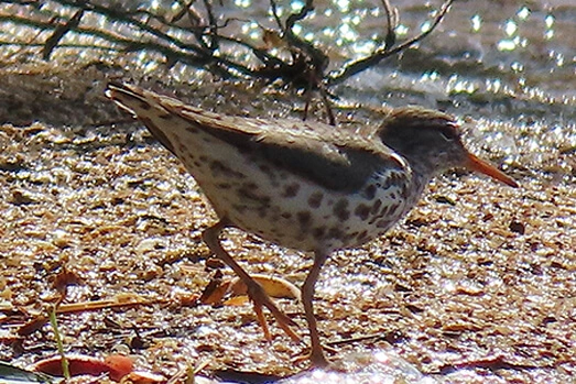 Spotted Sandpiper at Blue Jay Point County Park. Photo by Robert Oberfelder