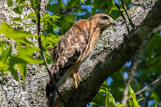 Red-shouldered Hawk at Durant Nature Preserve