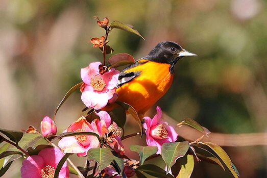 Baltimore Oriole at Fred Fletcher Park. Photo by Lori White.