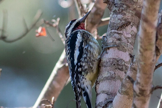 Yellow-bellied Sapsucker at Harris Lake County Park