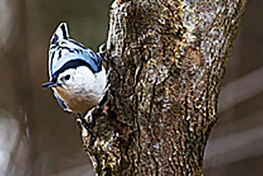 White-breasted Nuthatch