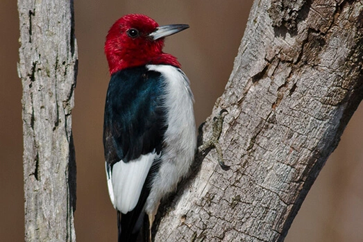 Red-headed Woodpecker at Lake Betz