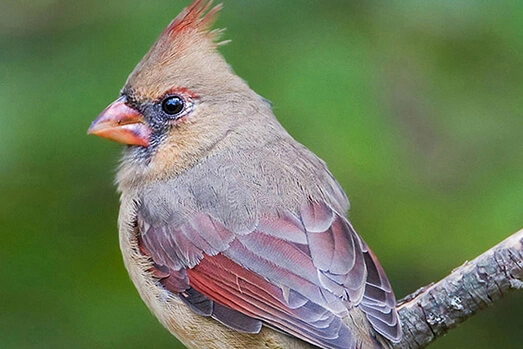 Northern Cardinal, female