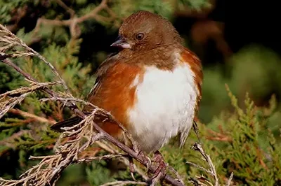 Eastern Towhee, female