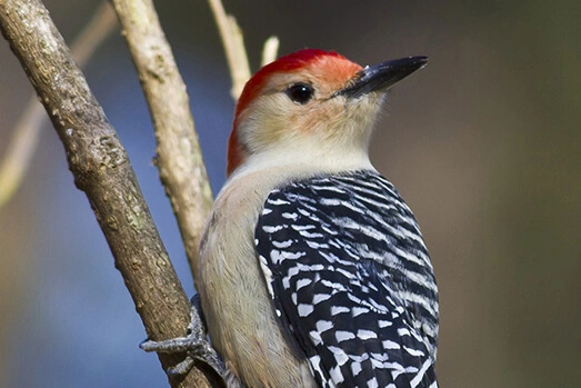 Red-bellied Woodpecker