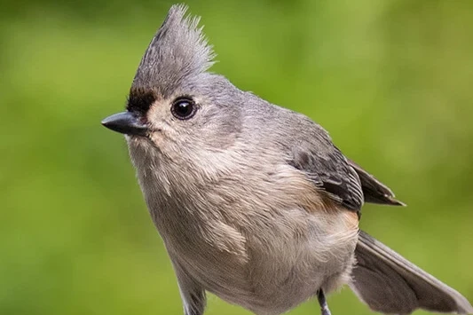 Tufted Titmouse. Photo by Keith Kennedy.