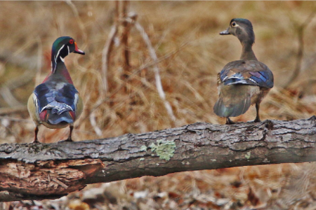 Wood Ducks at Abbott’s Creek. Photo by Lori White